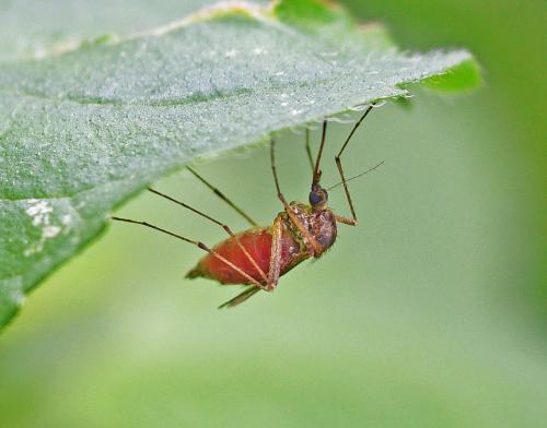 Aedes caspius